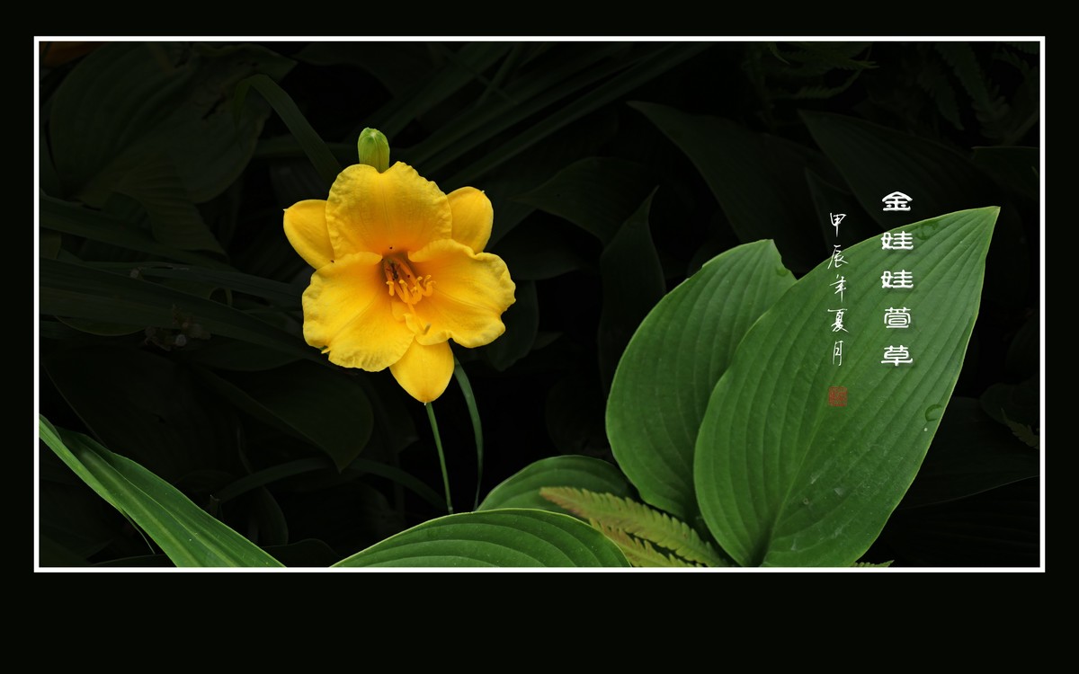 金黄金黄的金娃娃萱草花