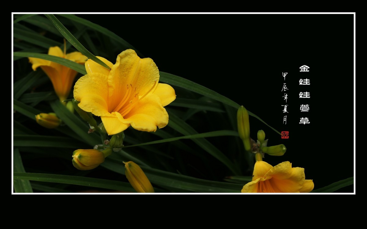 金黄金黄的金娃娃萱草花