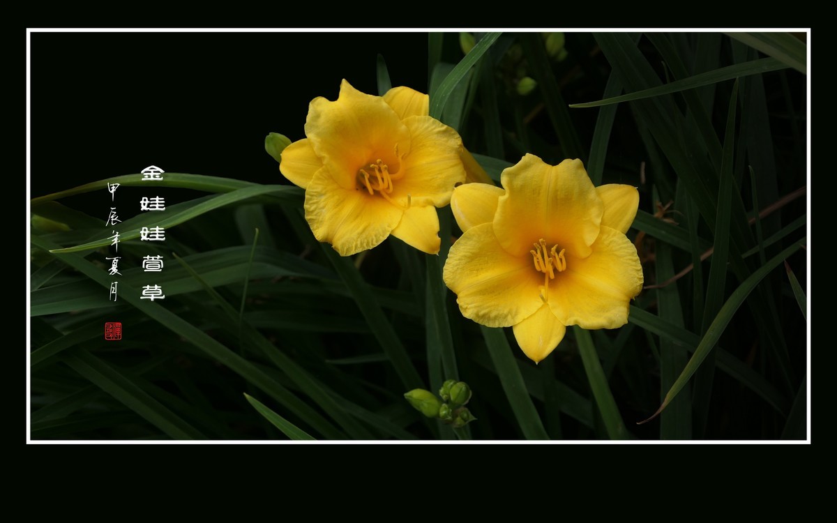 金黄金黄的金娃娃萱草花