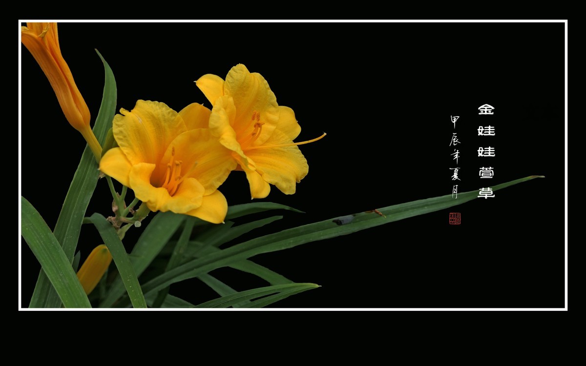 金黄金黄的金娃娃萱草花