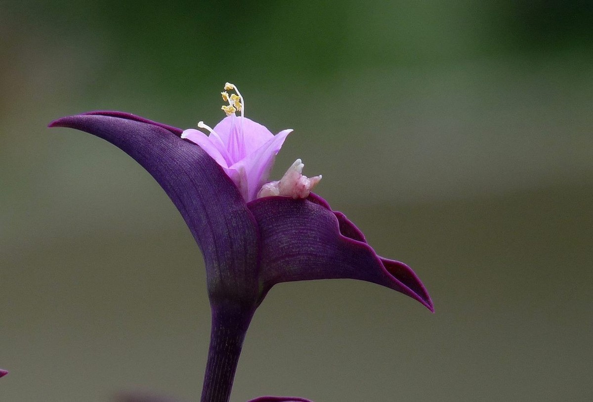 紫色小花