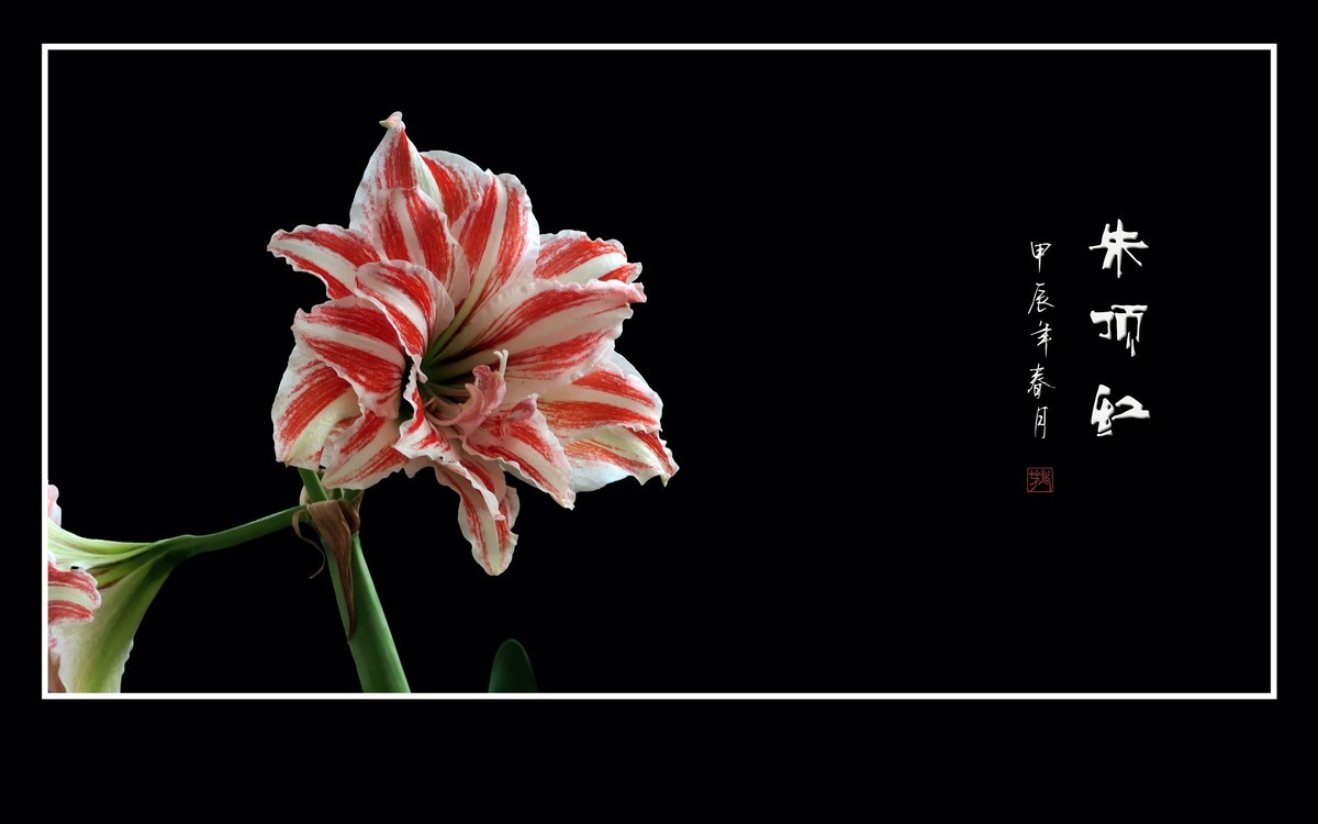 大红大紫娇媚态，恰似玉柱顶华盖