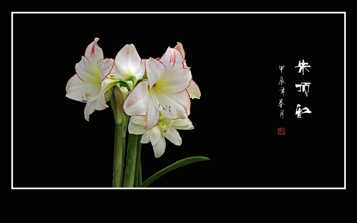 大红大紫娇媚态，恰似玉柱顶华盖