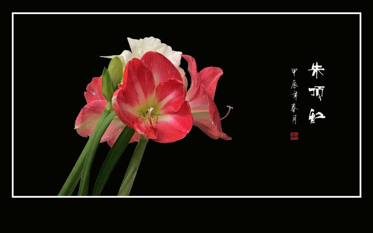 大红大紫娇媚态，恰似玉柱顶华盖