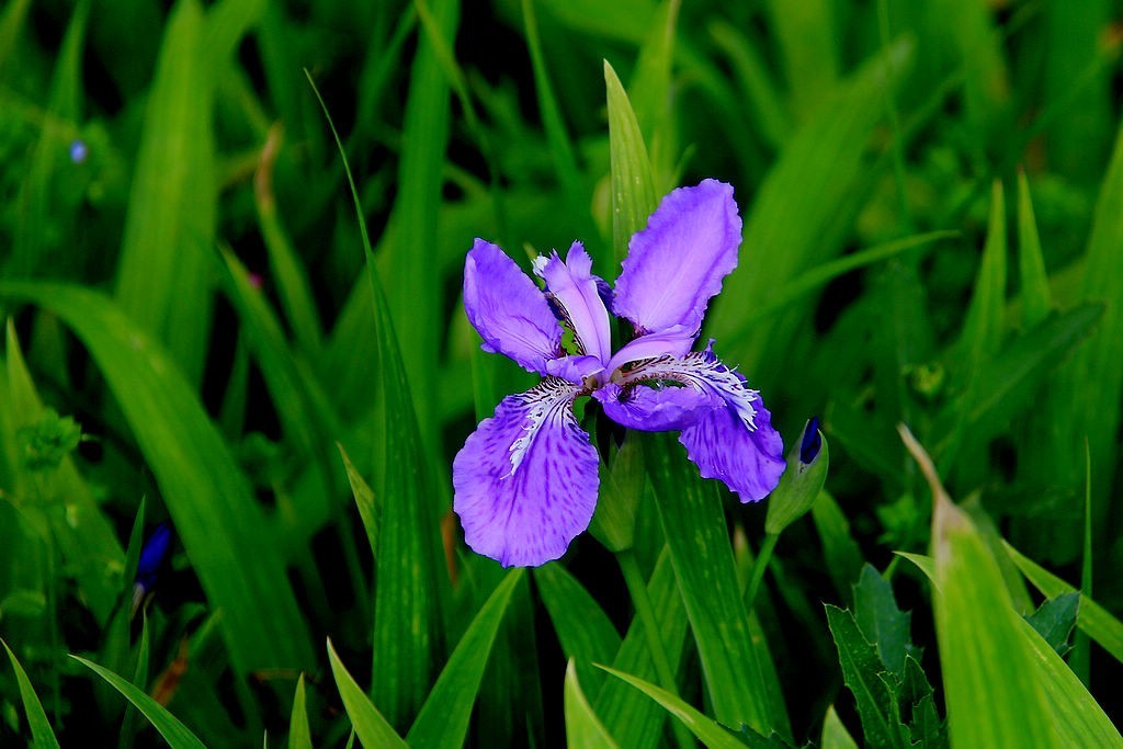 鸢尾花-6