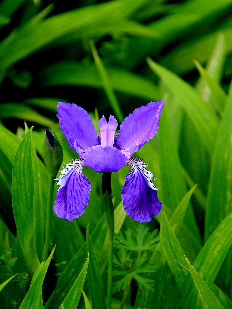 鸢尾花-6