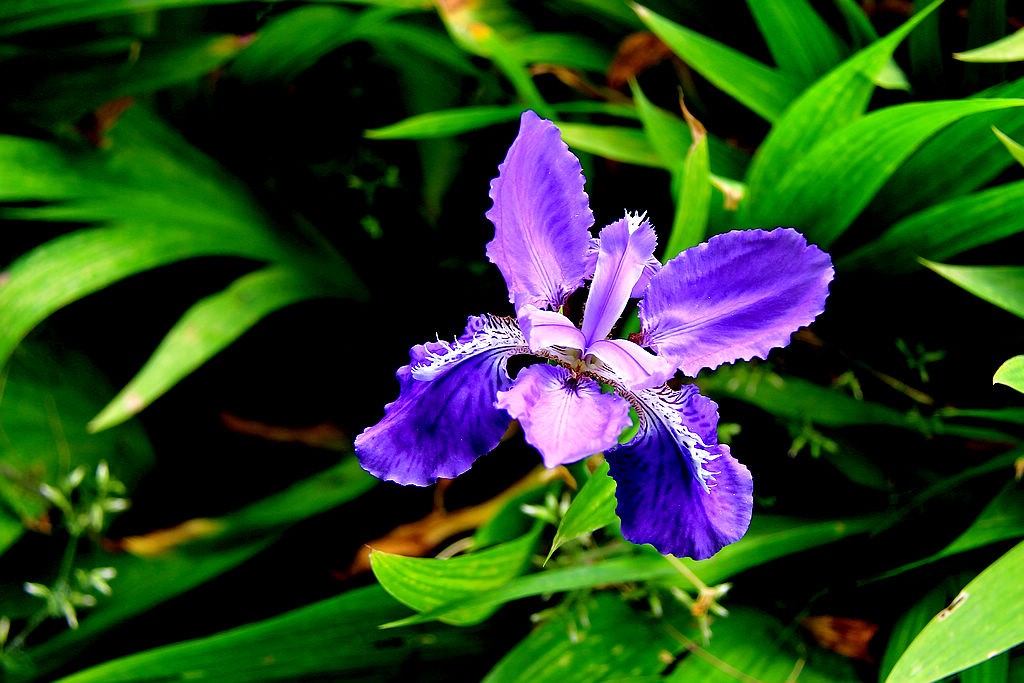 鸢尾花-6
