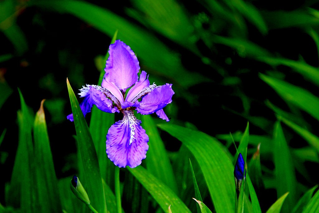 鸢尾花-6