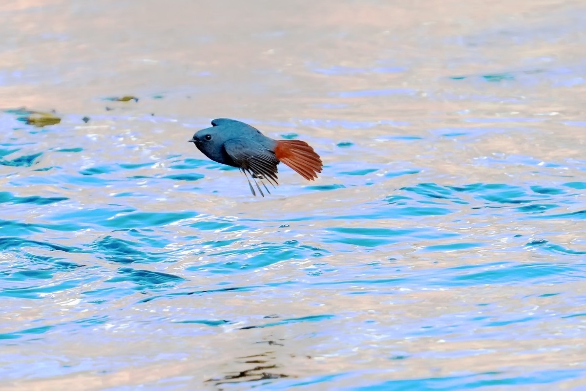 旧片_红尾水鸲21