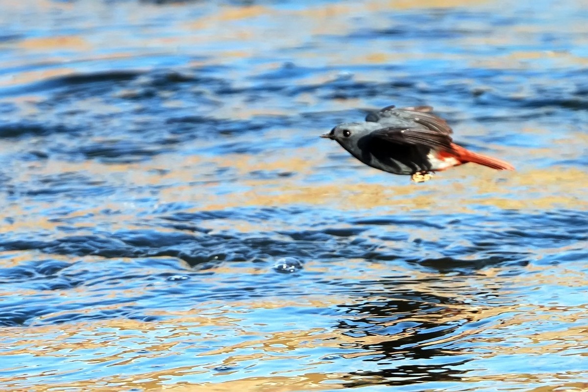 旧片_红尾水鸲21