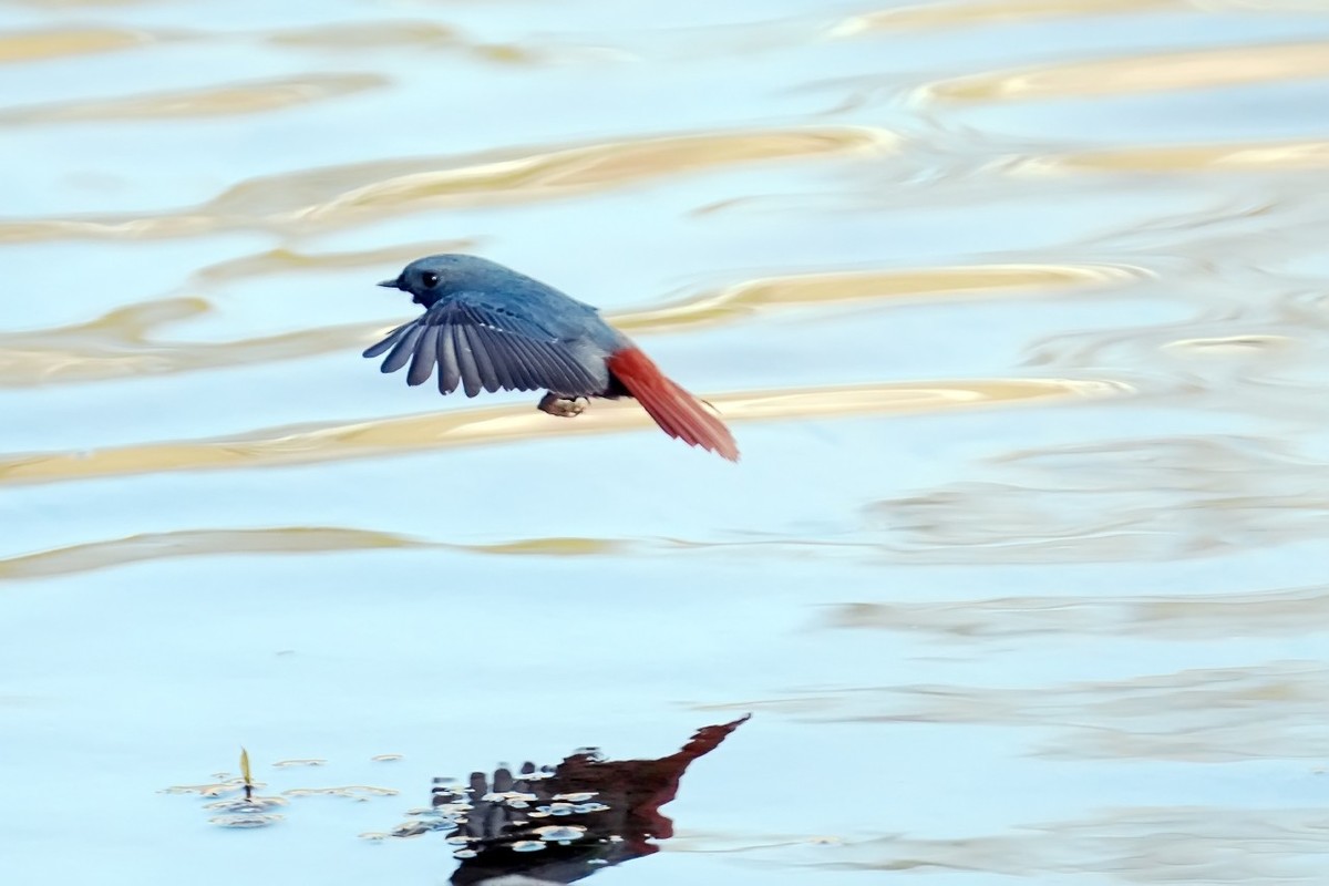 旧片_红尾水鸲21