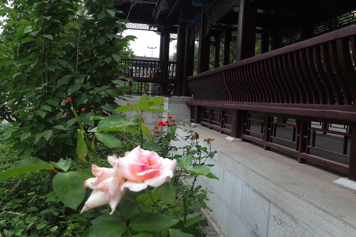 初夏·民心河畔