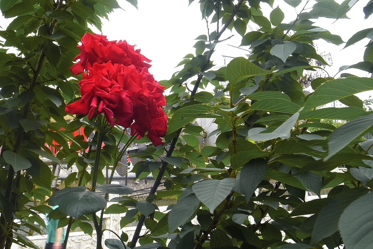 初夏·民心河畔