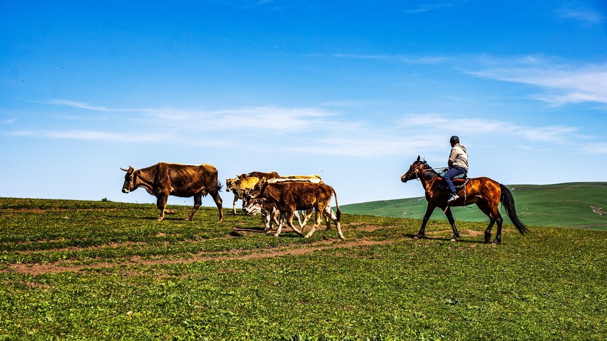 新疆行游--喀拉峻草原【7】