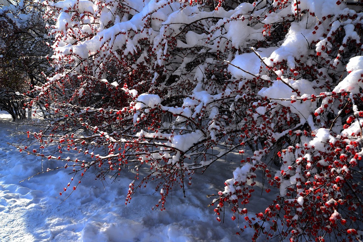 雪字壁纸图片