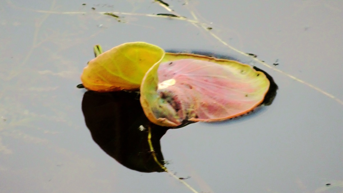 初夏时光...幼荷争锋，不失妩媚