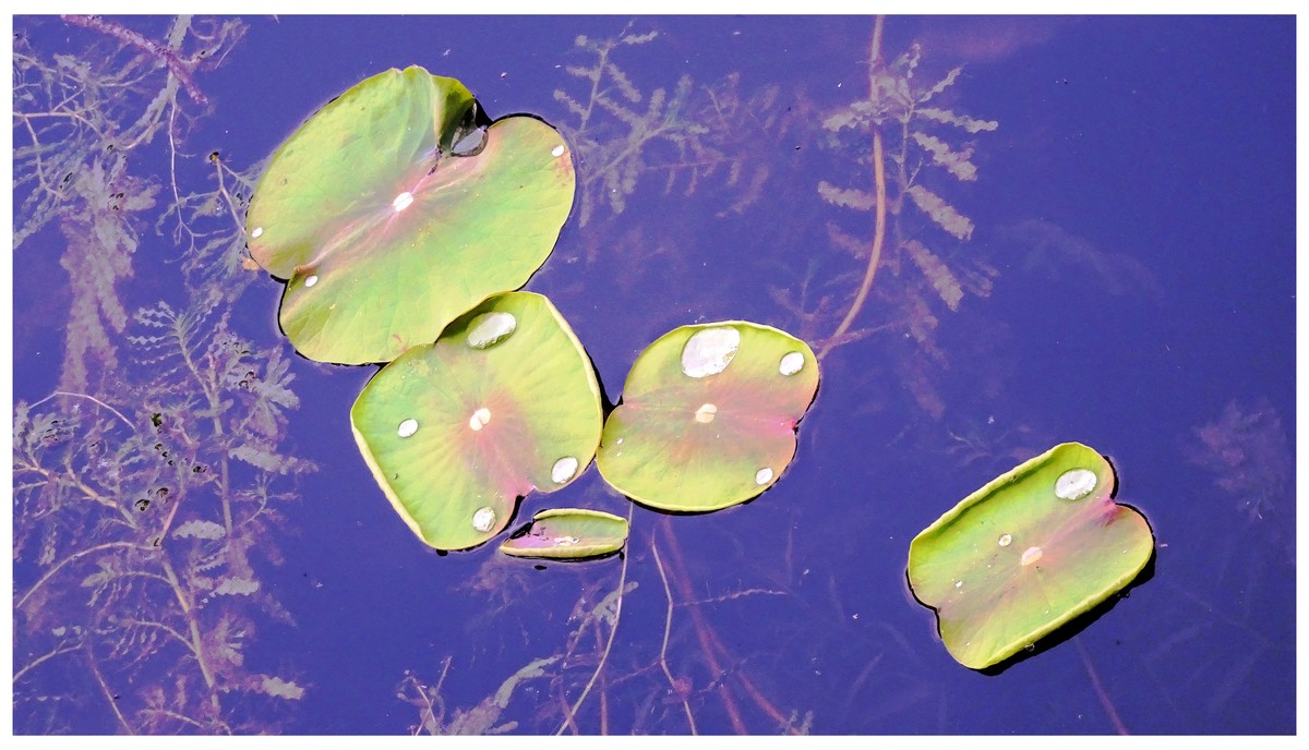 初夏时光...幼荷争锋，不失妩媚