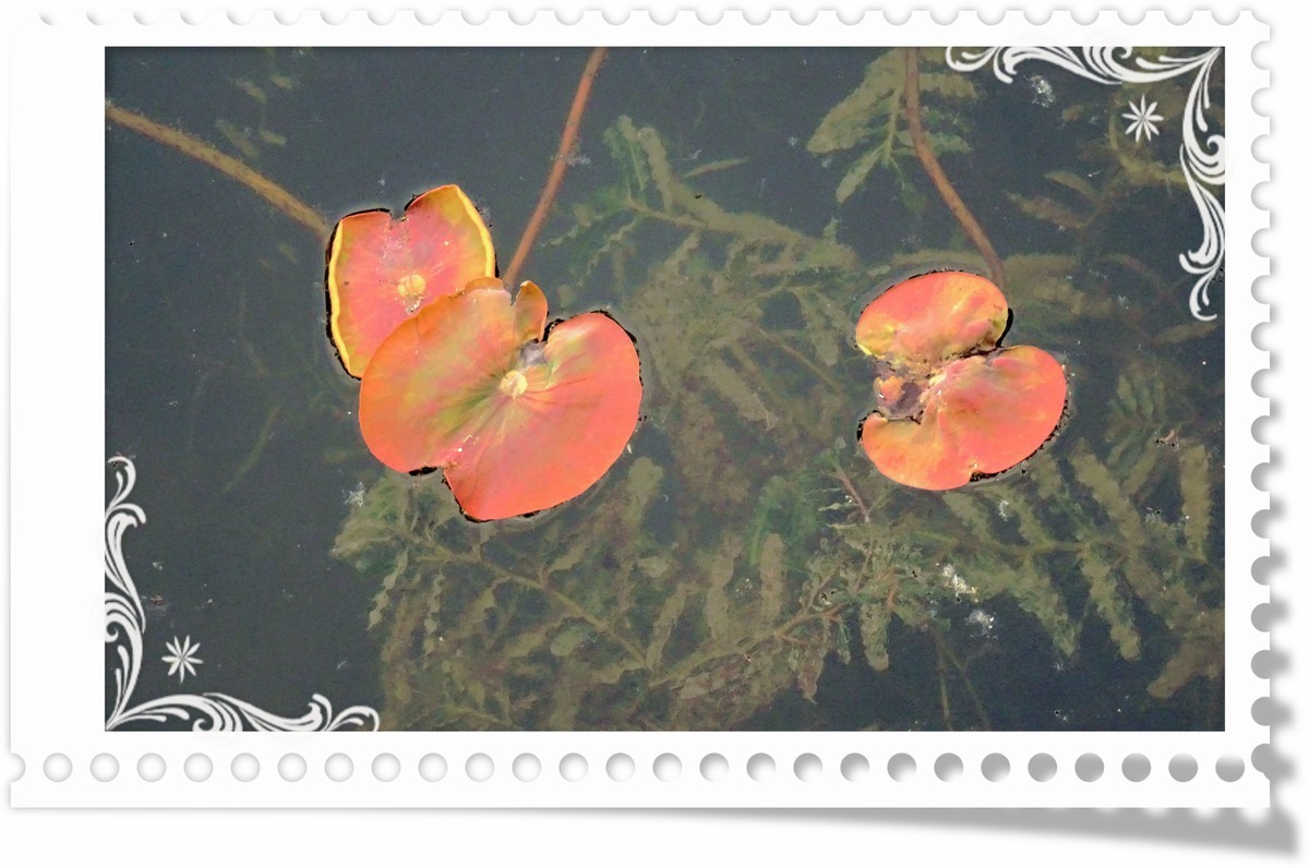 初夏时光...幼荷争锋，不失妩媚