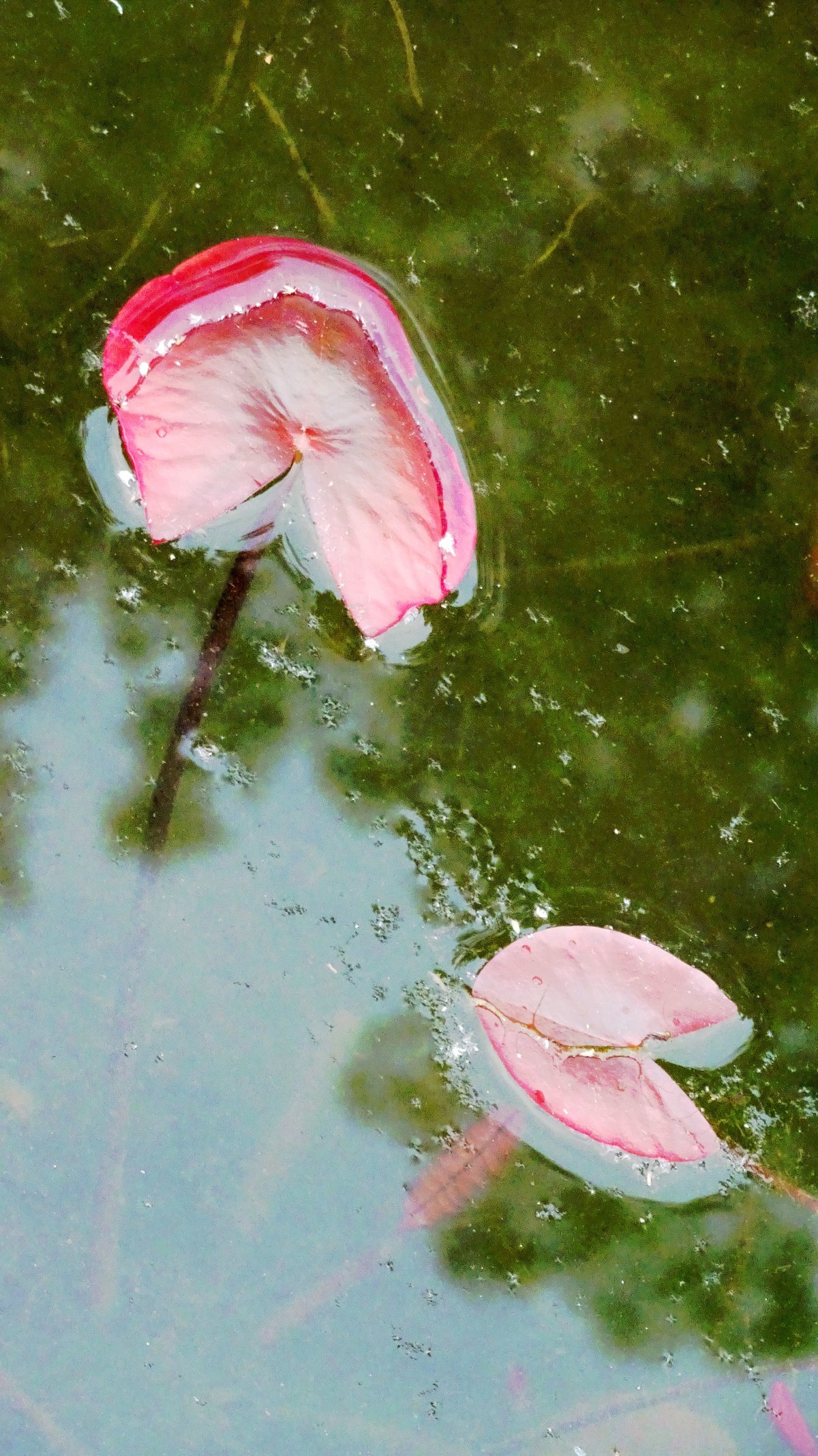 初夏时光...幼荷争锋，不失妩媚