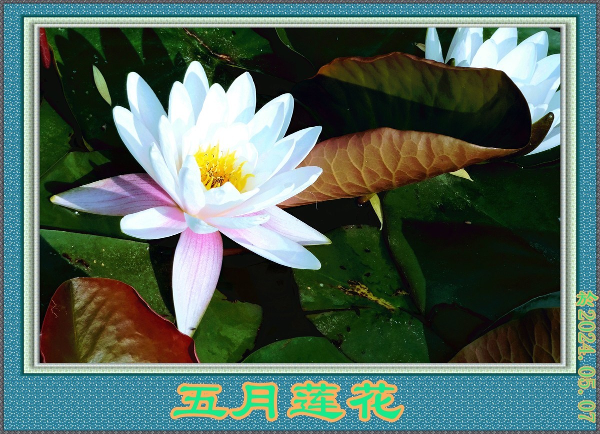 初夏时光...幼荷争锋，不失妩媚