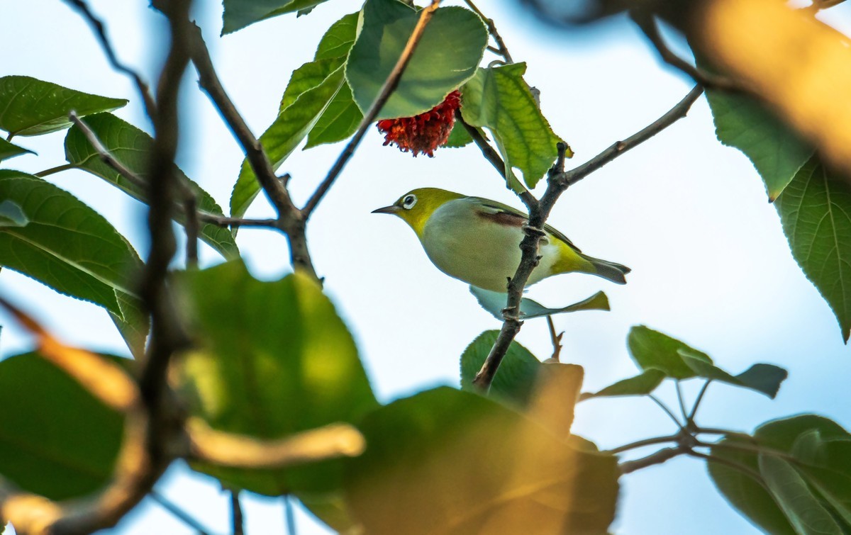 树林里的绣眼鸟（二十七）