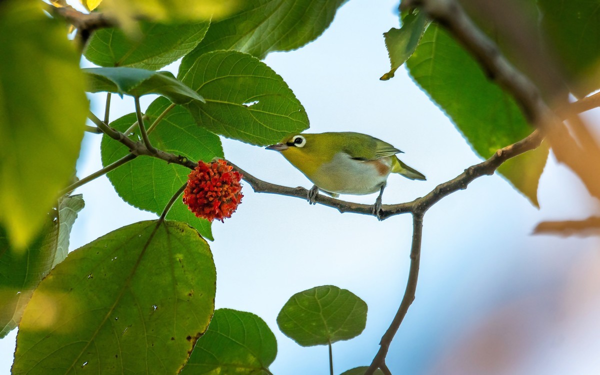 树林里的绣眼鸟（二十七）
