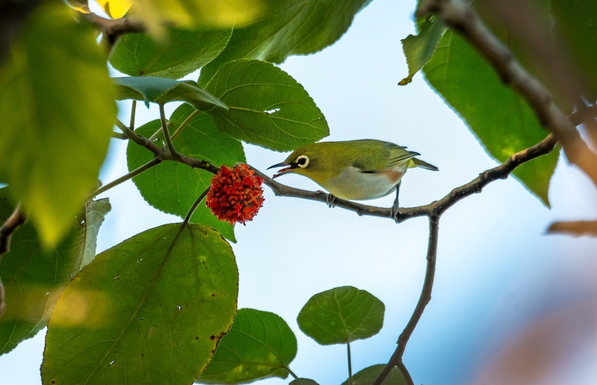 树林里的绣眼鸟（二十七）