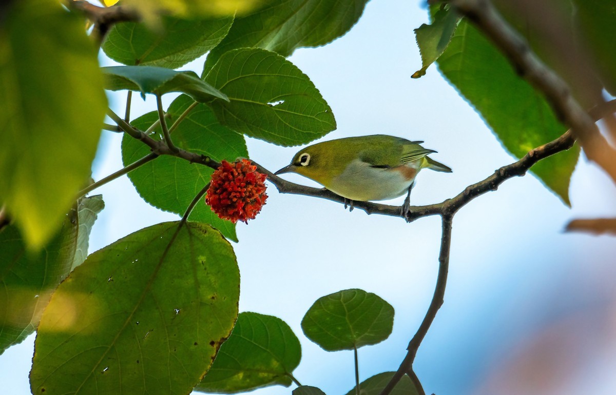 树林里的绣眼鸟（二十七）