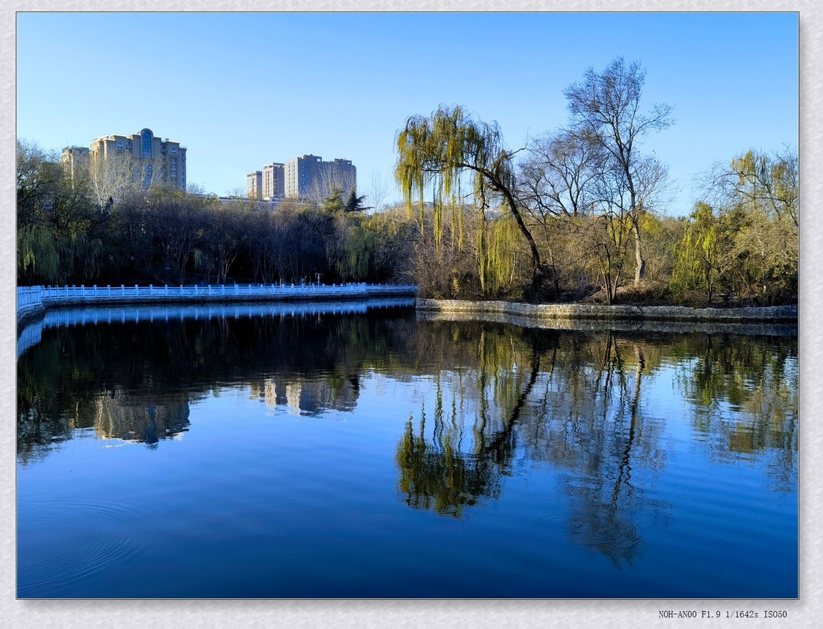 甲辰年冬拍【2024-204】