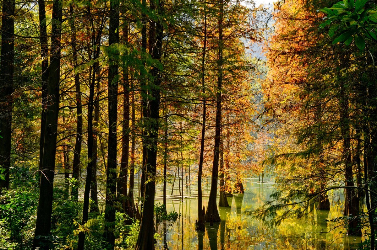 冬日景色如秋（二）