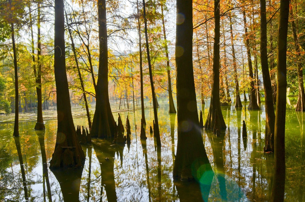 冬日景色如秋（二）