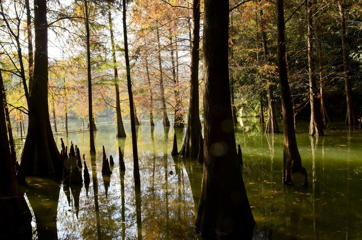 冬日景色如秋（二）