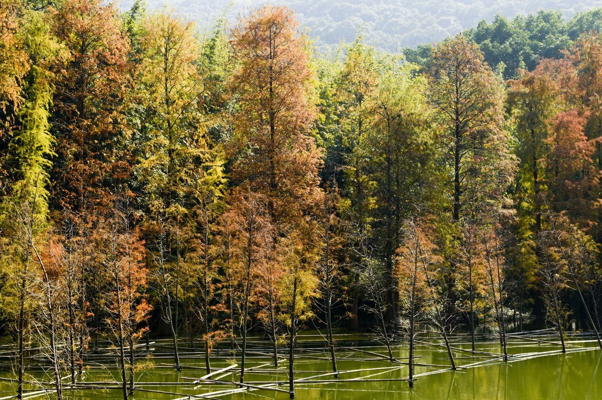 冬日景色如秋（二）