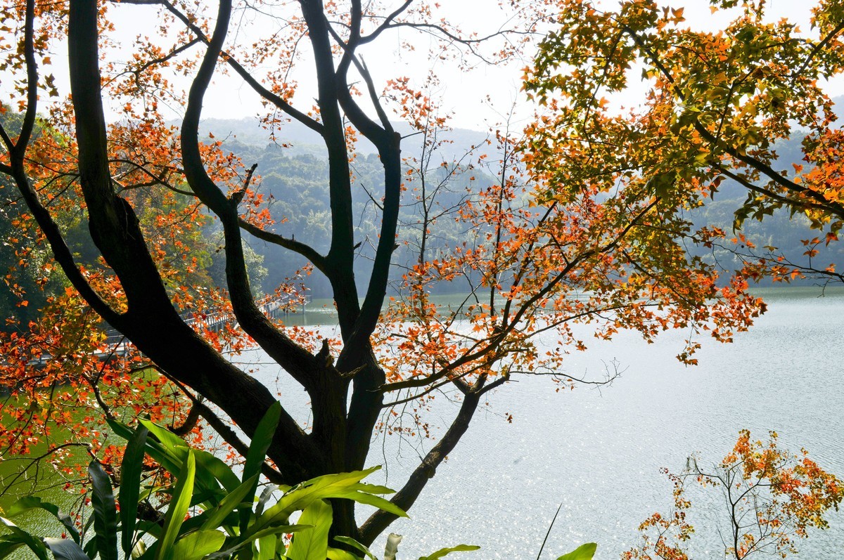 冬日景色如秋（二）