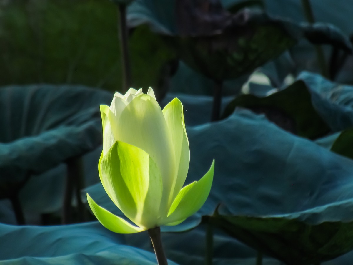 荷花
