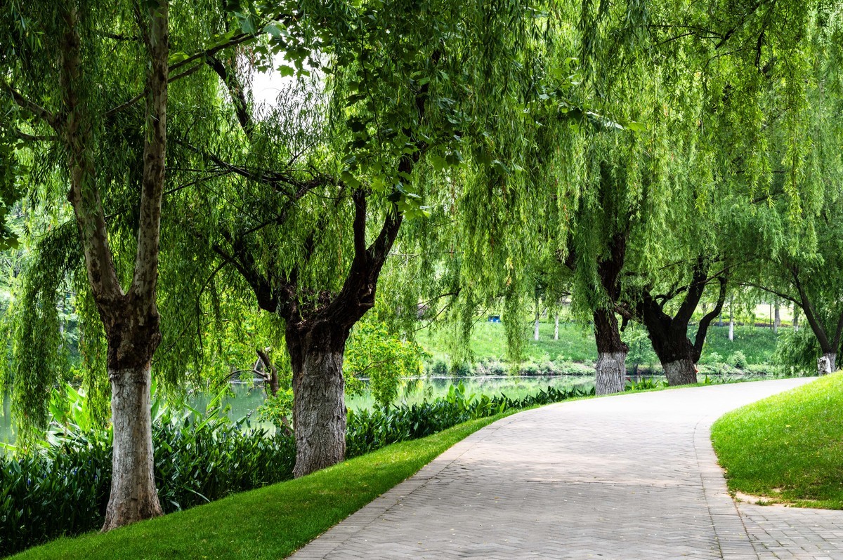 庐州印象（467）半岛公园