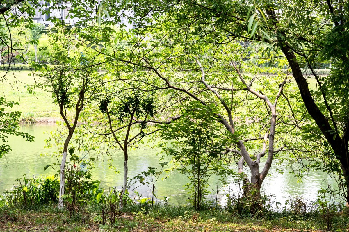 庐州印象（467）半岛公园