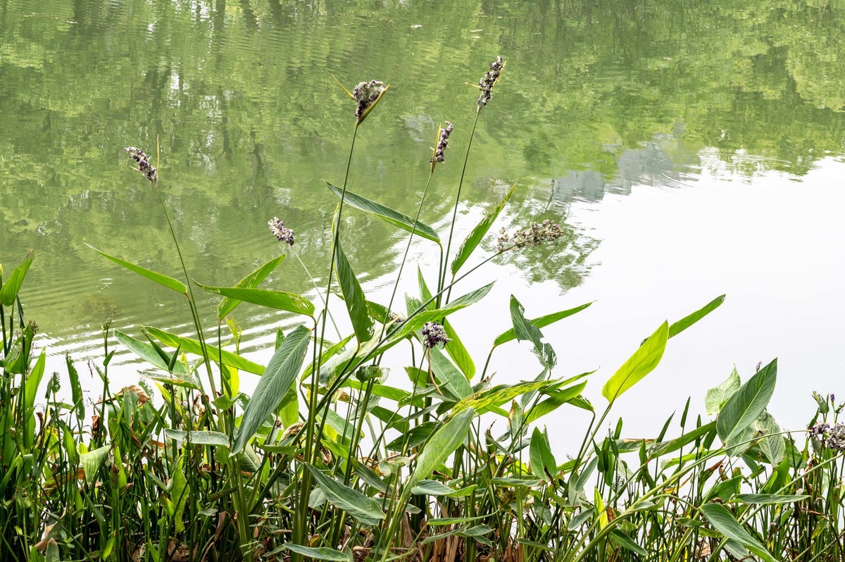 庐州印象（467）半岛公园