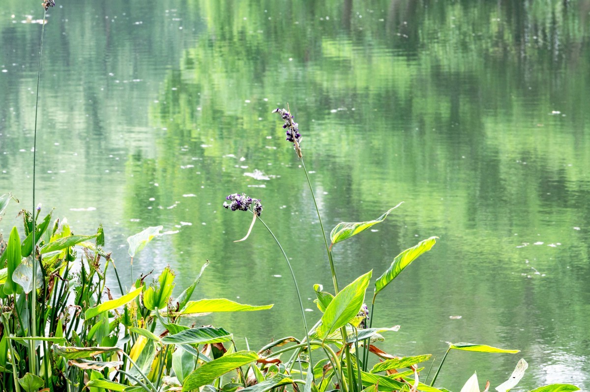 庐州印象（467）半岛公园