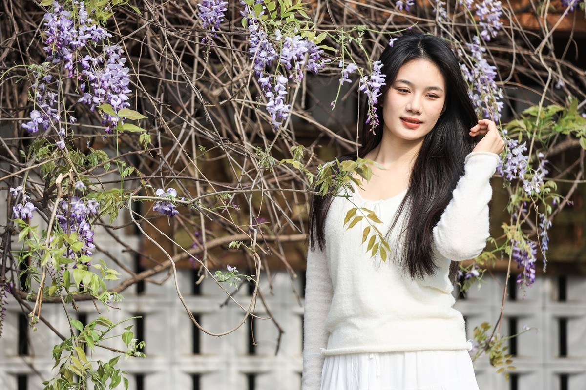 月湖公园紫畴滕花--7