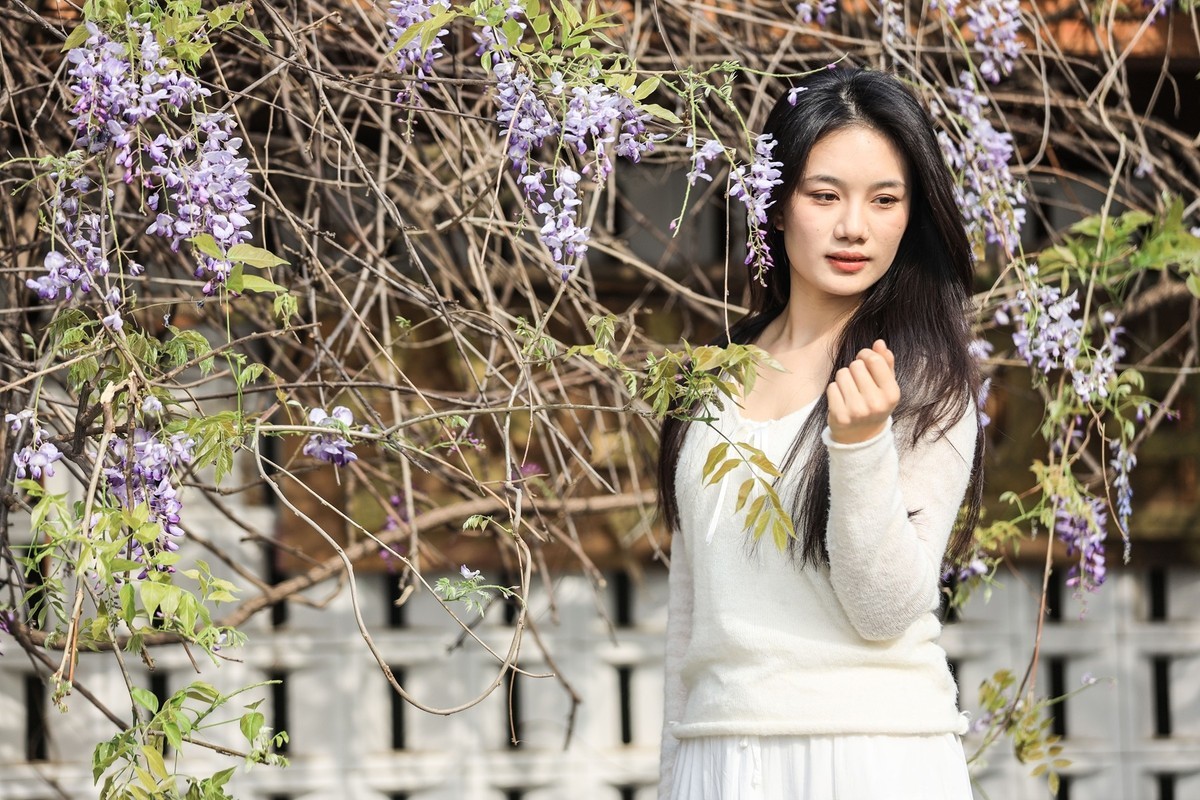 月湖公园紫畴滕花--7