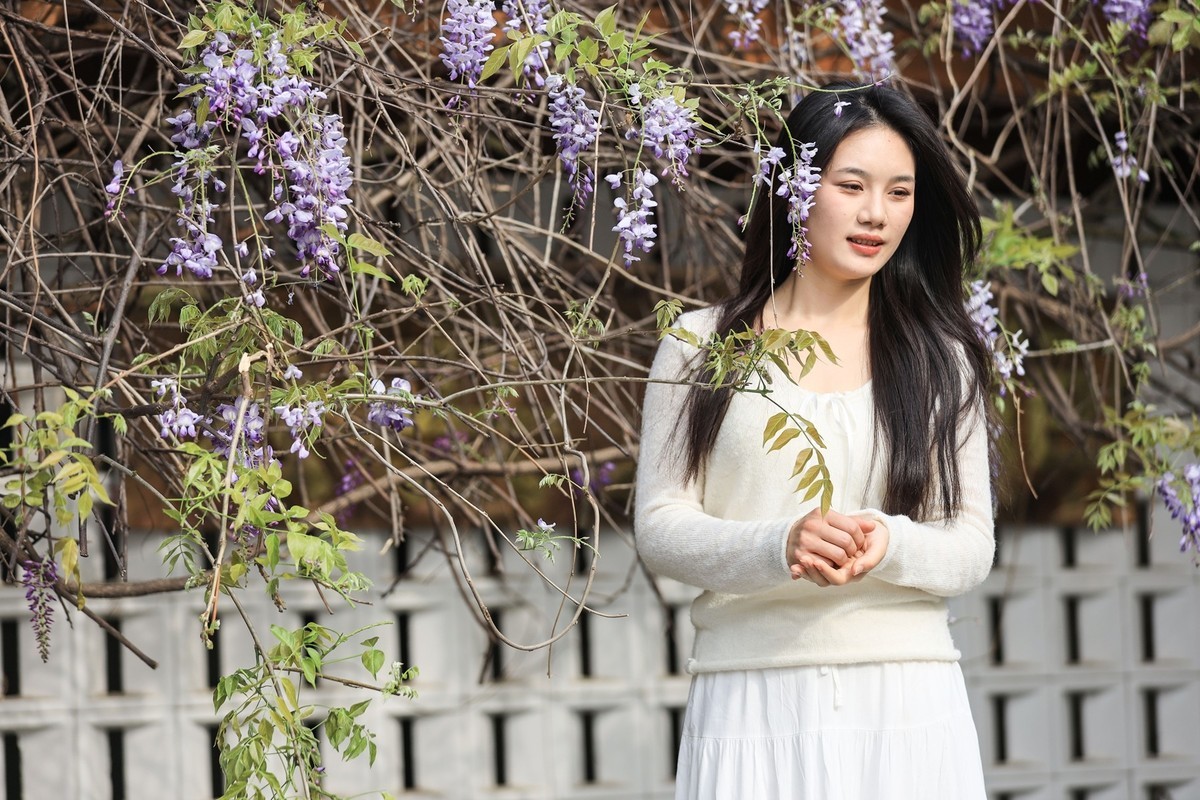 月湖公园紫畴滕花--7