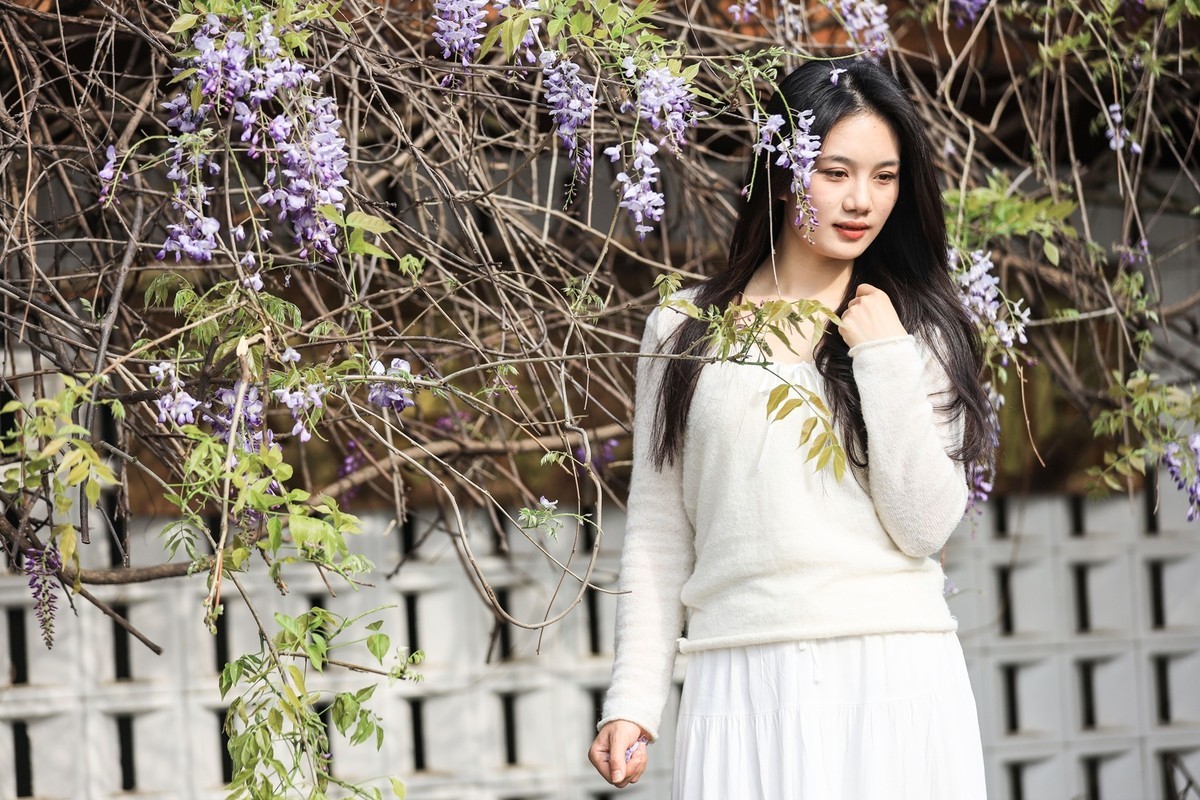 月湖公园紫畴滕花--7