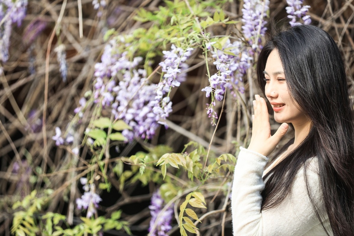 月湖公园紫畴滕花--7