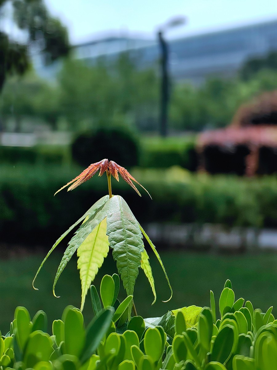 假日宁波帮公园随拍