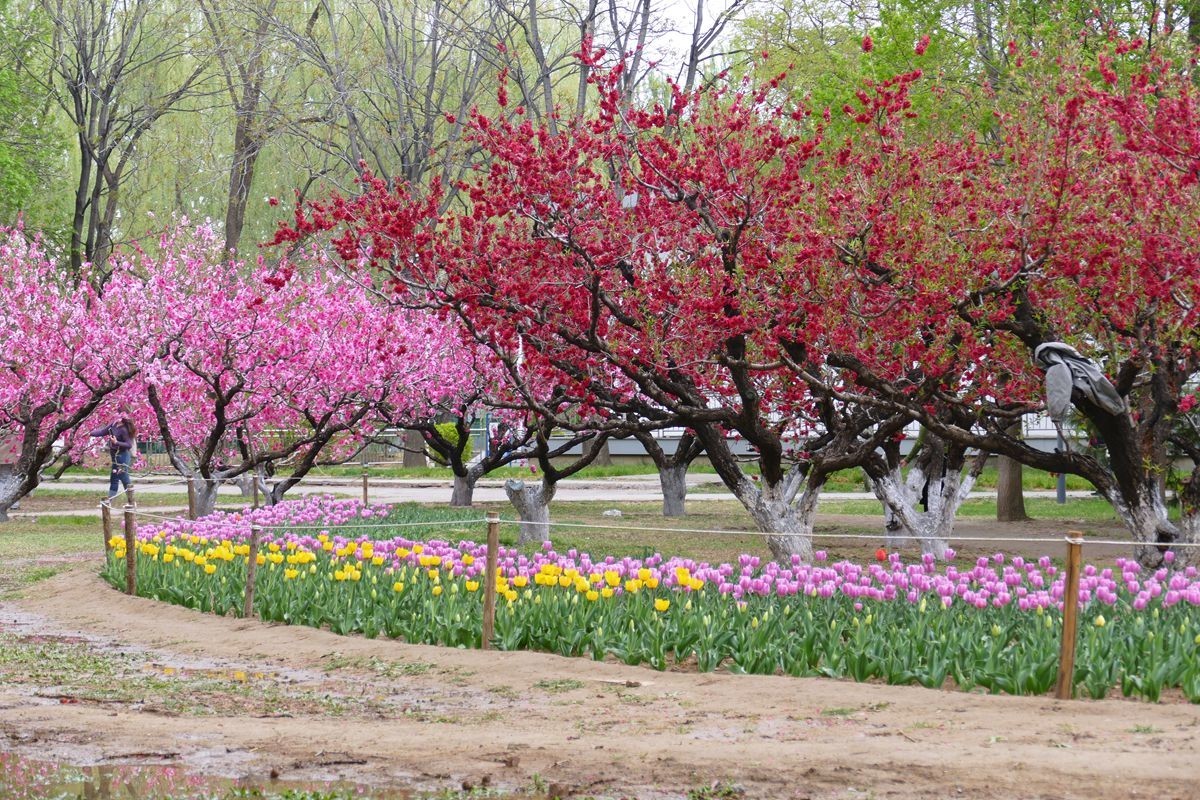 朝阳公园-春【下】