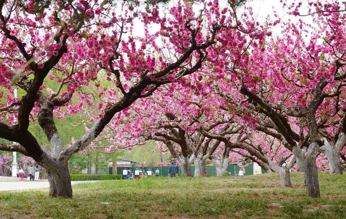 朝阳公园-春【下】