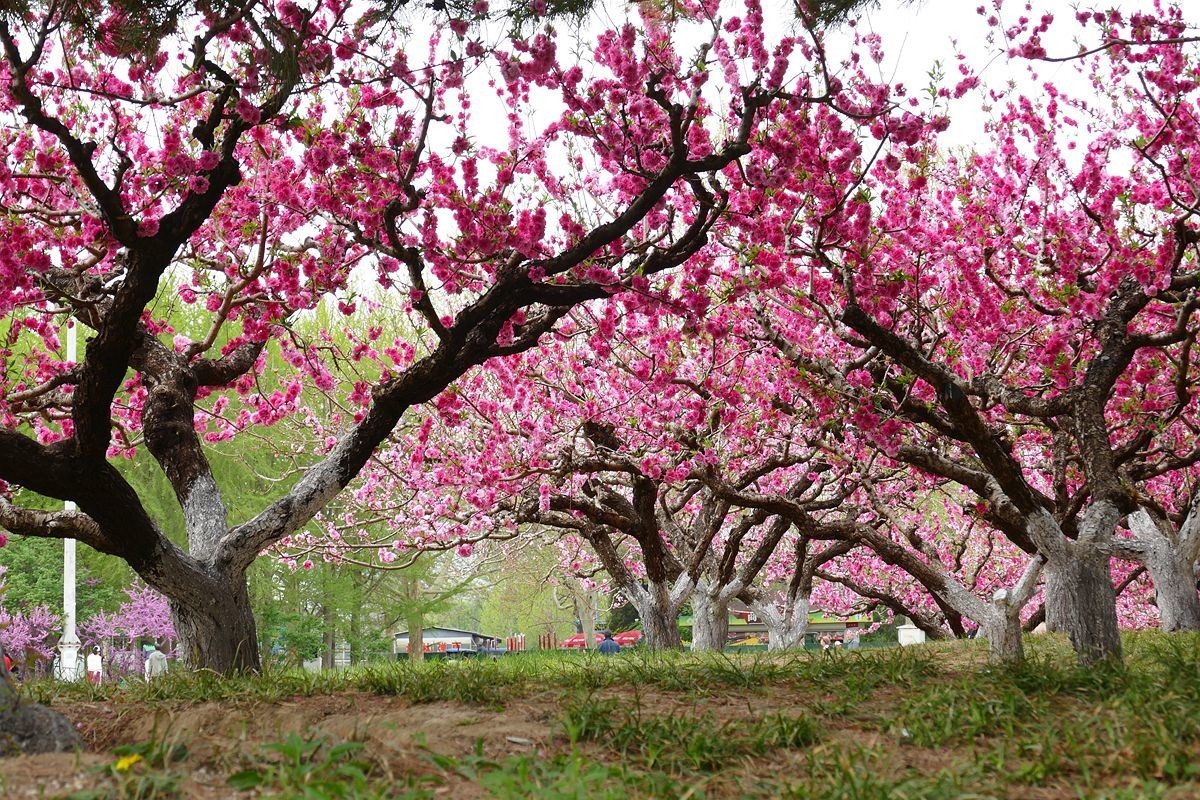 朝阳公园-春【下】