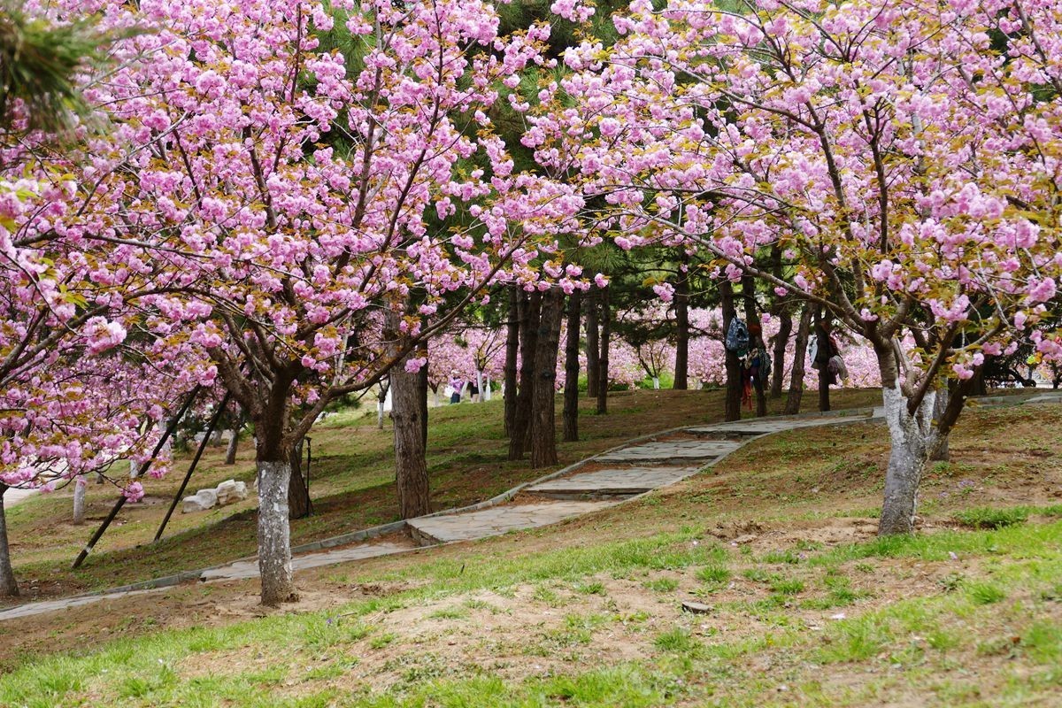 朝阳公园-春【下】