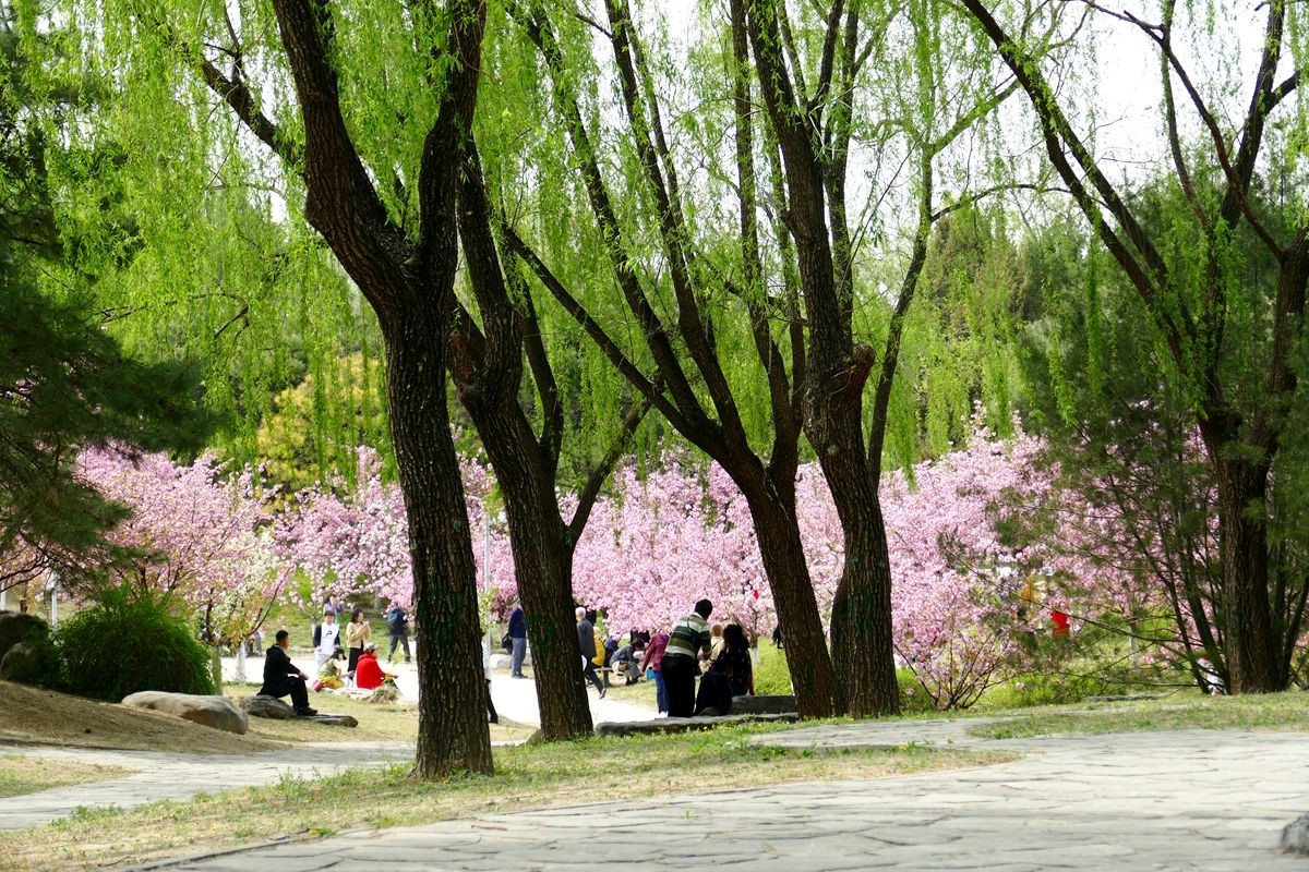 朝阳公园-春【下】